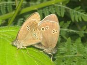 Ringlet 2005 - Liz Goodyear