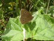 Ringlet 2005 - Rachel Goodyear