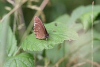 Ringlet 2005 - Sandra Standbridge