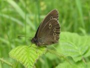 Ringlet 2006 - Simon Crockford