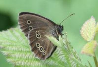 Ringlet 2007 - Dave Mackenzie