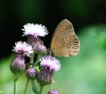 Ringlet 2008 - Robin Pearson