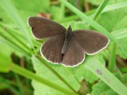 Ringlet 2009 - Steve Pash