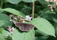 Ringlet 2010 - Gwynneth Pearman-Jenkins