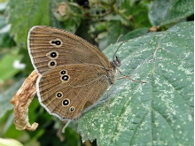 Ringlet 2015 - Dave Miller