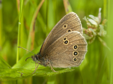 Ringlet 2016 - Bob Clift