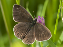 Ringlet 2016 - Bob Clift