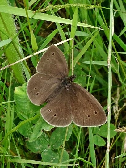 Ringlet 2019 - Dave Miller