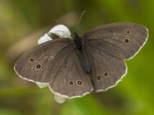 Ringlet (f) 2016 - Bob Clift