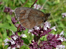 Scotch Argus 2013 - Dave Miller