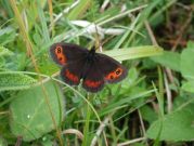 Scotch Argus 2001 - Nick Sampford