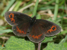 Scotch Argus 2005 - Nick Sampford