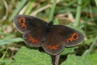 Scotch Argus 2005 - Nick Sampford