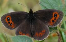 Scotch Argus 2006 - Ian Hardy