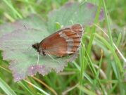 Scotch Argus 2001 - Nick Sampford