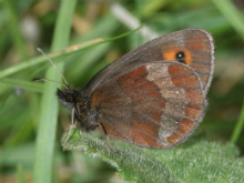 Scotch Argus 2005 - Nick Sampford