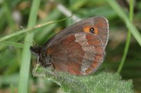 Scotch Argus 2005 - Nick Sampford