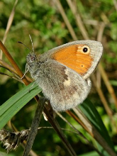 Small Heath aberration 2017 - Dave Miller