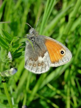 Small Heath 2014 - Dave Miller