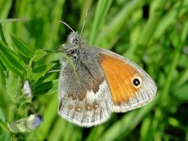 Small Heath (f) 2014 - Dave Miller