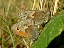 Small Heath 2016 - Dave Miller