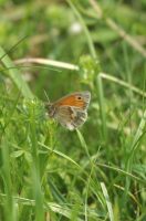 Small Heath 2003 - Nick Sampford