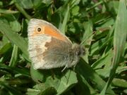 Small Heath 2003 - Trevor Chapman