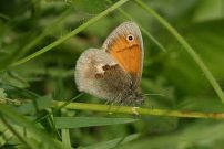 Small Heath 2004 - Nick Sampford