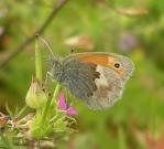 Small Heath 2005 - Andrew Wood