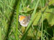 Small Heath 2005 - Steve Lane