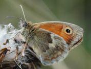 Small Heath 2006 - Ian Hardy