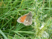 Small Heath 2007 - Alan Reynolds