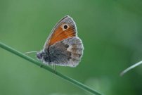 Small Heath (m) 2007 - Martin Parr