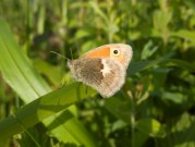 Small Heath 2009 - Elizabeth Debenham