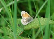 Small Heath 2009 - Robin Pearson