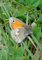 Small Heath 2010 - Dave Miller