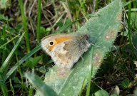 Small Heath 2010 - Dave Miller