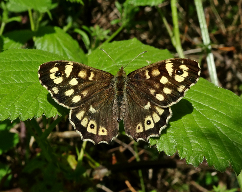 Speckled Wood (f) 2018 - Dave Miller