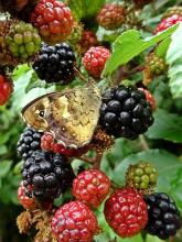 Speckled Wood 2016 - Dave Miller