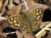 Speckled Wood 2008 - Mike Rubin