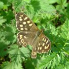 Speckled Wood 2009 - Dave Miller