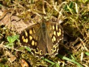 Speckled Wood 2009 - Sezar Hikmet