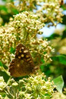 Speckled Wood 2010 - Lee Browne