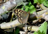 Speckled Wood 2010 - Dave Miller