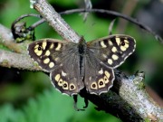 Speckled Wood 2011 - Dave Miller