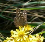 Speckled Wood 2008 -  Helen George