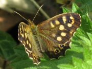 Speckled Wood 2008 - Mike Rubin