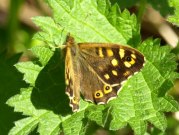 Speckled Wood 2009 - Sezar Hikmet