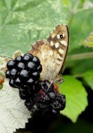 Speckled Wood 2010 - Dave Miller