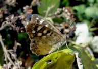 Speckled Wood 2010 - Dave Miller